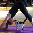 Yoga Studio Opens Its Doors To Shelter Cats Hoping To Find A Home