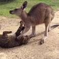Kangaroo Can't Understand Why This Cat Just Lost His Chill