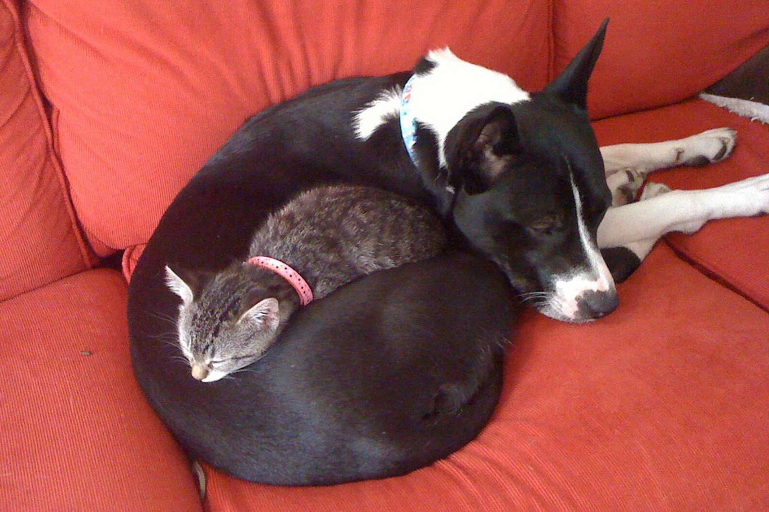 14 Cats Whose Favorite Pillow Happens To Be A Dog The Dodo