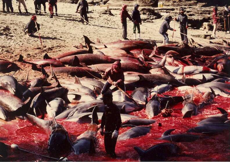 Dolphin drive fishery at Iki Island in Japan