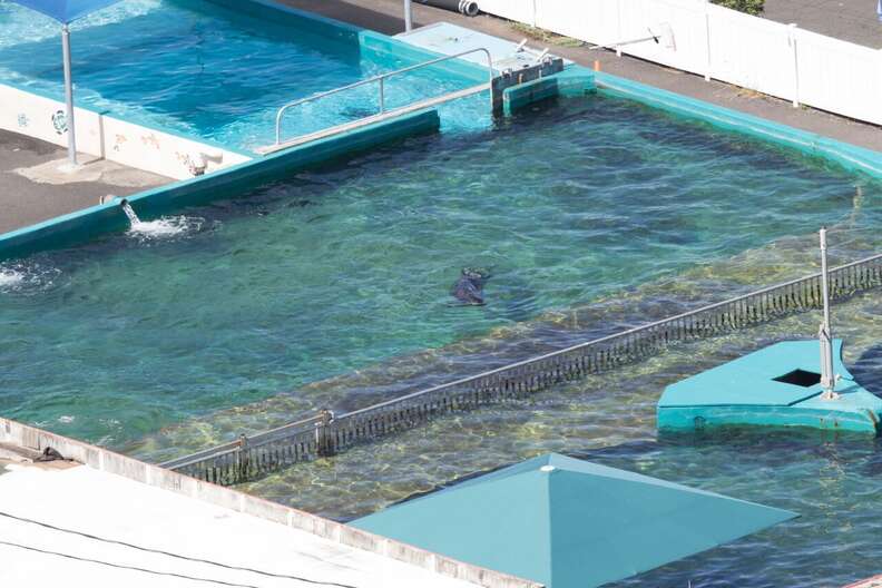 Kina in her tank at Sea Life Park in January 2017