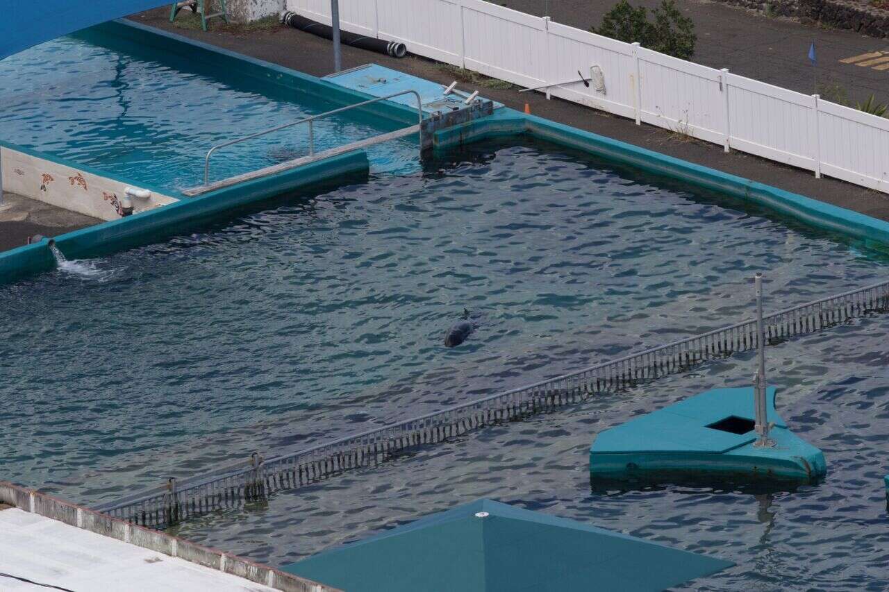 Kina in her tank at Sea Life Park in January 2017