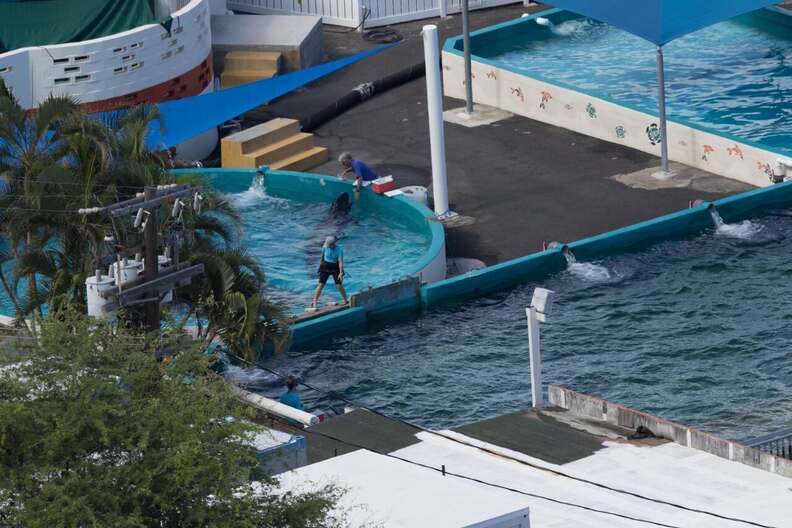 Kina in the smaller "medical pool" at Sea Life Park in Hawaii