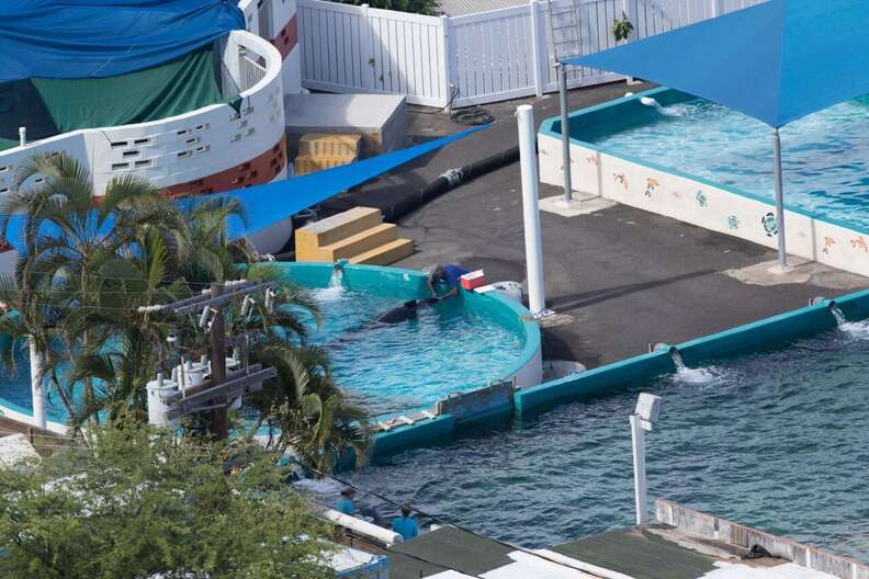 Kina in the smaller "medical pool" at Sea Life Park in Hawaii