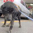 Blind Dog’s Family Abandoned Him On Street — Because He Had Ticks