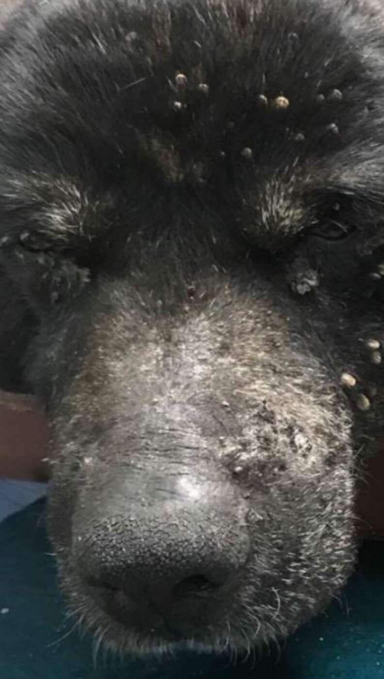 Ticks on old blind dog's face