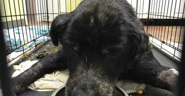old blind dog eating kibble