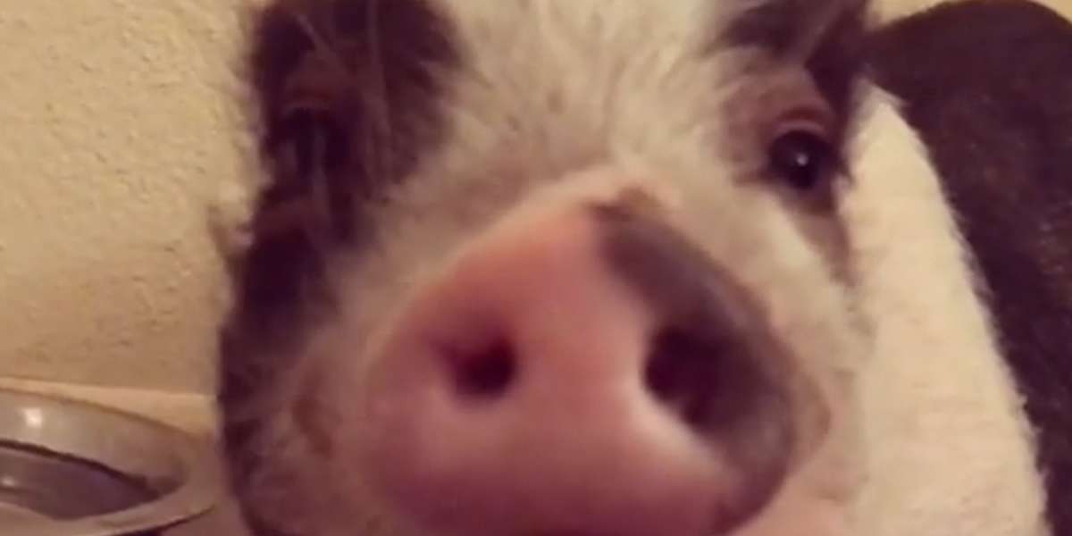 Sick Pig Rescued From Breeder Is So Happy Now - Videos - The Dodo