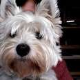 My Favorite Breed of Dog: The Westie, by Dinah Parums
