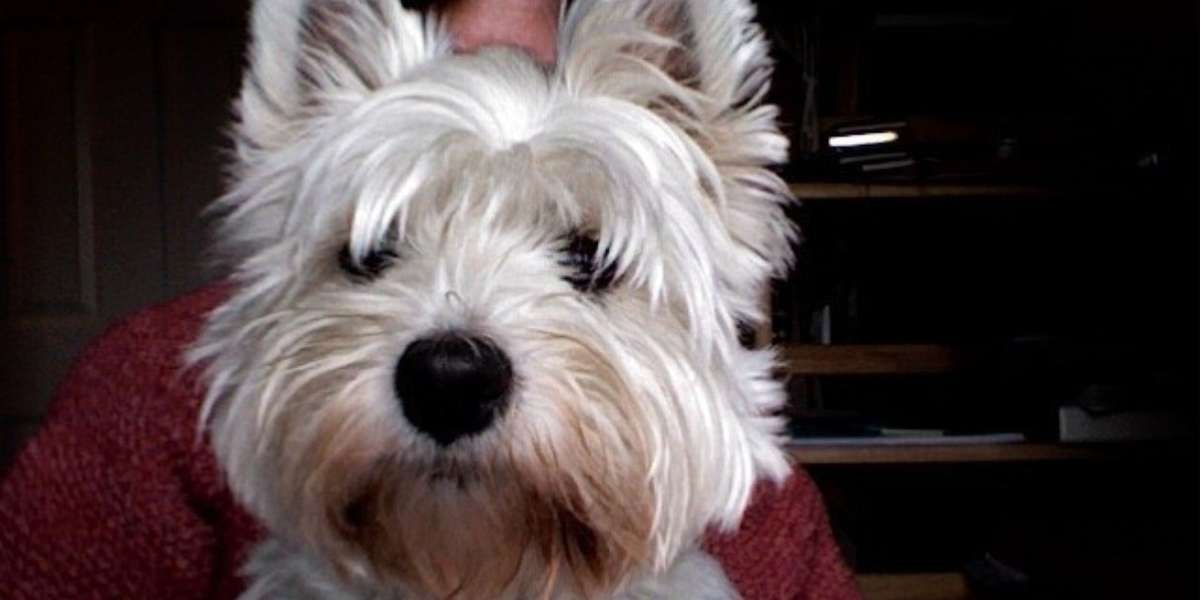 Westie tear stains outlet