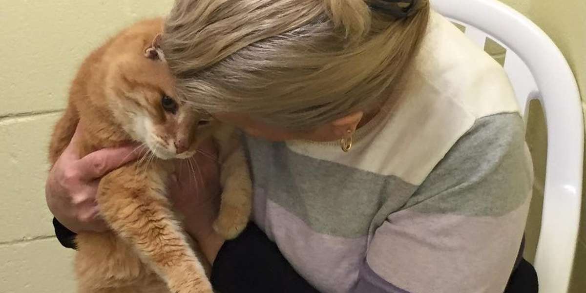 Woman Adopts Shelter Cat, Then Goes Back For His Old Friend - The Dodo