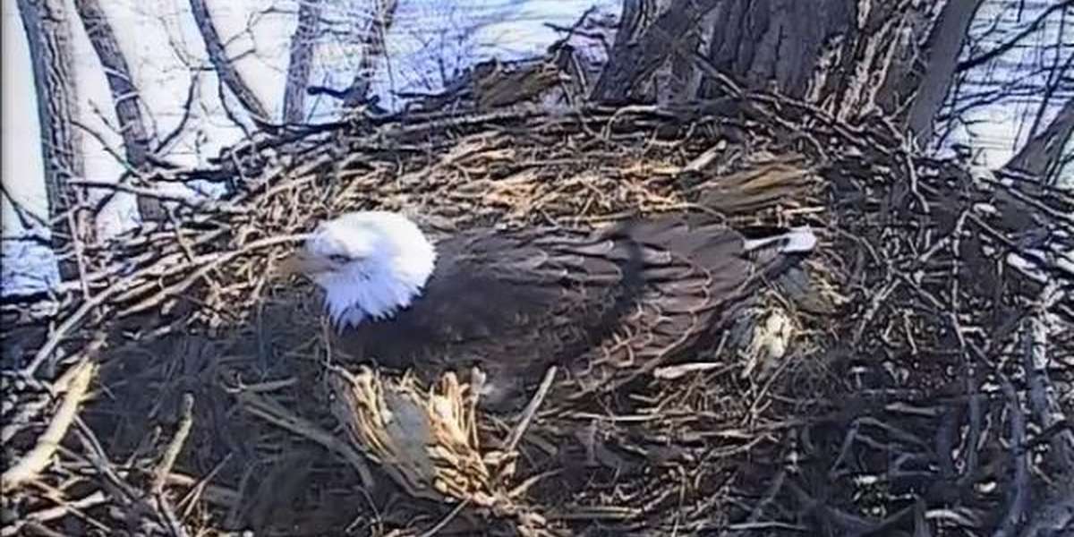 Live Cam: Eagle Mom Guards Her Just-laid Egg - The Dodo