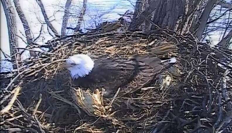 LIVE CAM: Eagle Mom Guards Her Just-Laid Egg - The Dodo