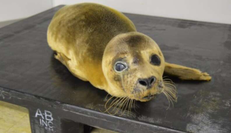 Baby Seal Washes Up With Every Health Problem Imaginable - The Dodo