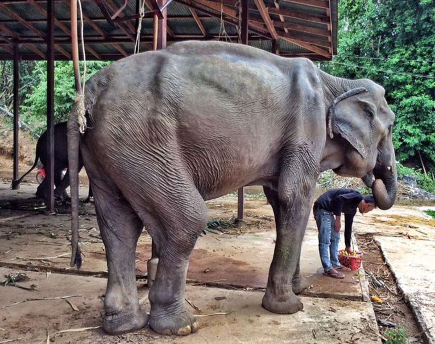 Elephant Rescued At Age 70 Celebrates Her Newfound Freedom - The Dodo