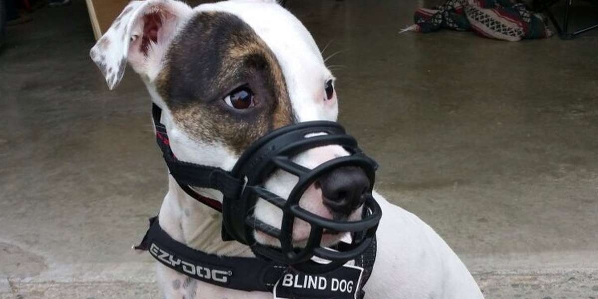 Sweet Blind Pit Bull Is Forced To Wear A Muzzle - The Dodo