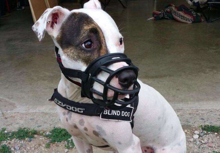 Sweet Blind Pit Bull Is Forced To Wear A Muzzle The Dodo