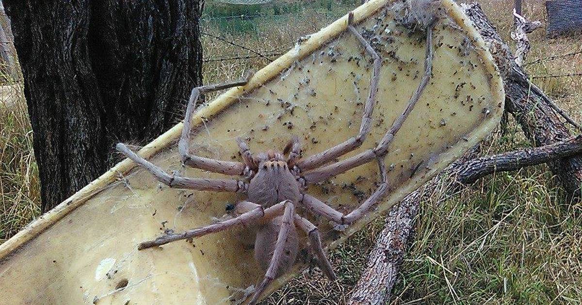 can huntsman spiders hurt dogs