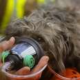 Firemen Should Be Able To Save Your Dog, Too