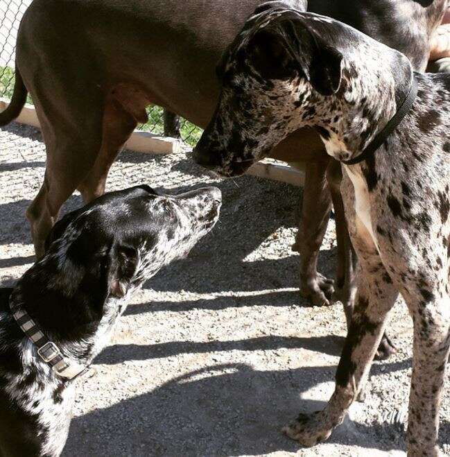 Do Dogs Recognize Their Own Breed? Unraveling Canine Perception