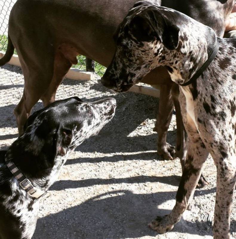 Do Same Breed Dogs Recognize Each Other The Dodo
