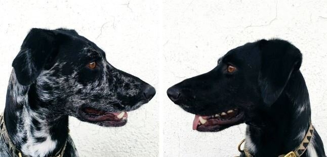 Can Dogs Recognize Their Own Breed