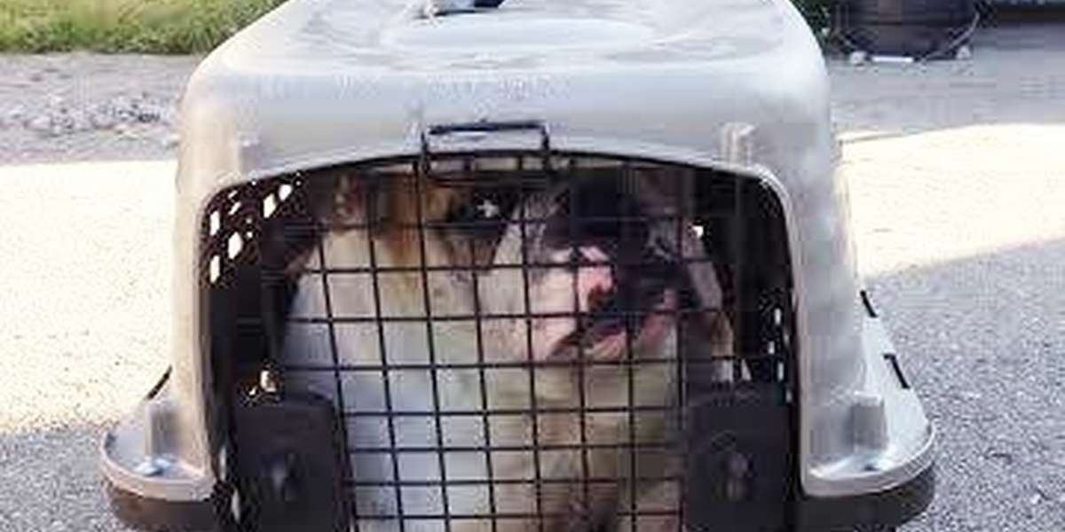 Bulldog Abandoned Outside Shelter — In The Tiniest Cat Crate - The Dodo
