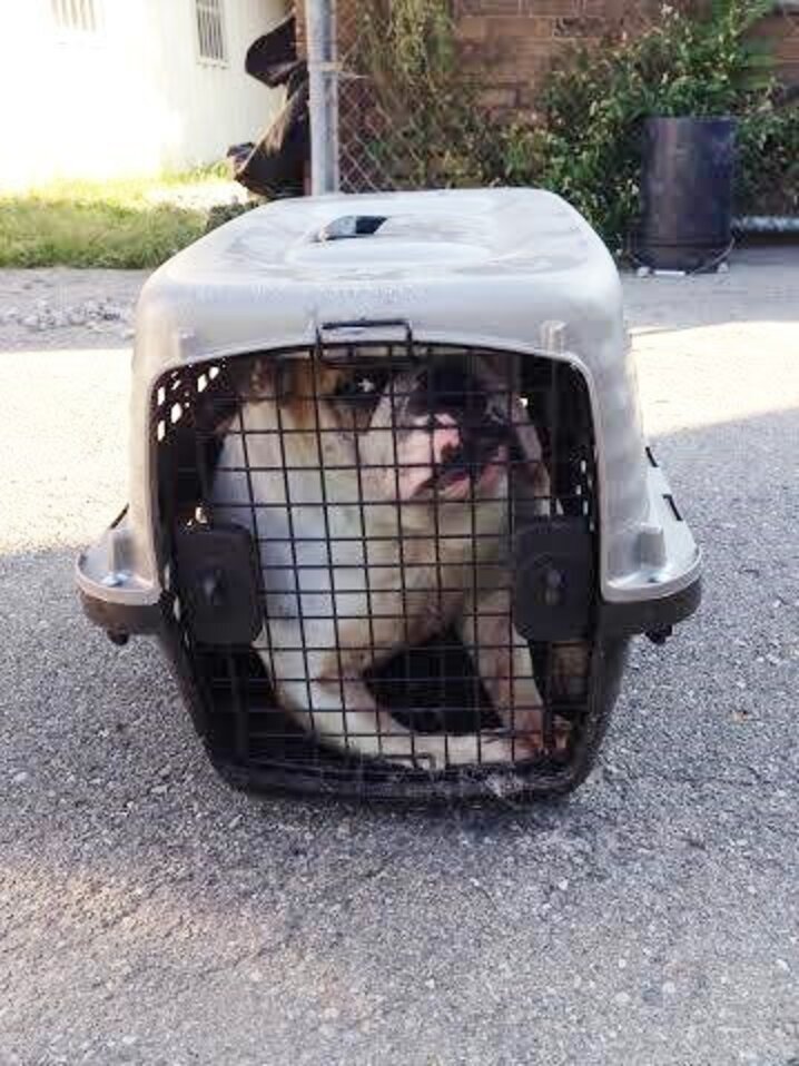 Bulldog Abandoned Outside Shelter — In The Tiniest Cat Crate - The Dodo