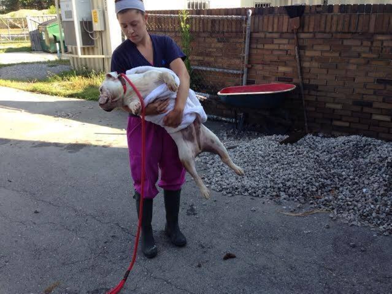 Bulldog Abandoned Outside Shelter — In The Tiniest Cat Crate - The Dodo