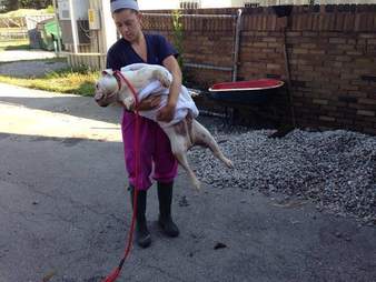 Bulldog Abandoned Outside Shelter In The Tiniest Cat Crate The Dodo