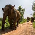Travel Industry Unites for Elephants