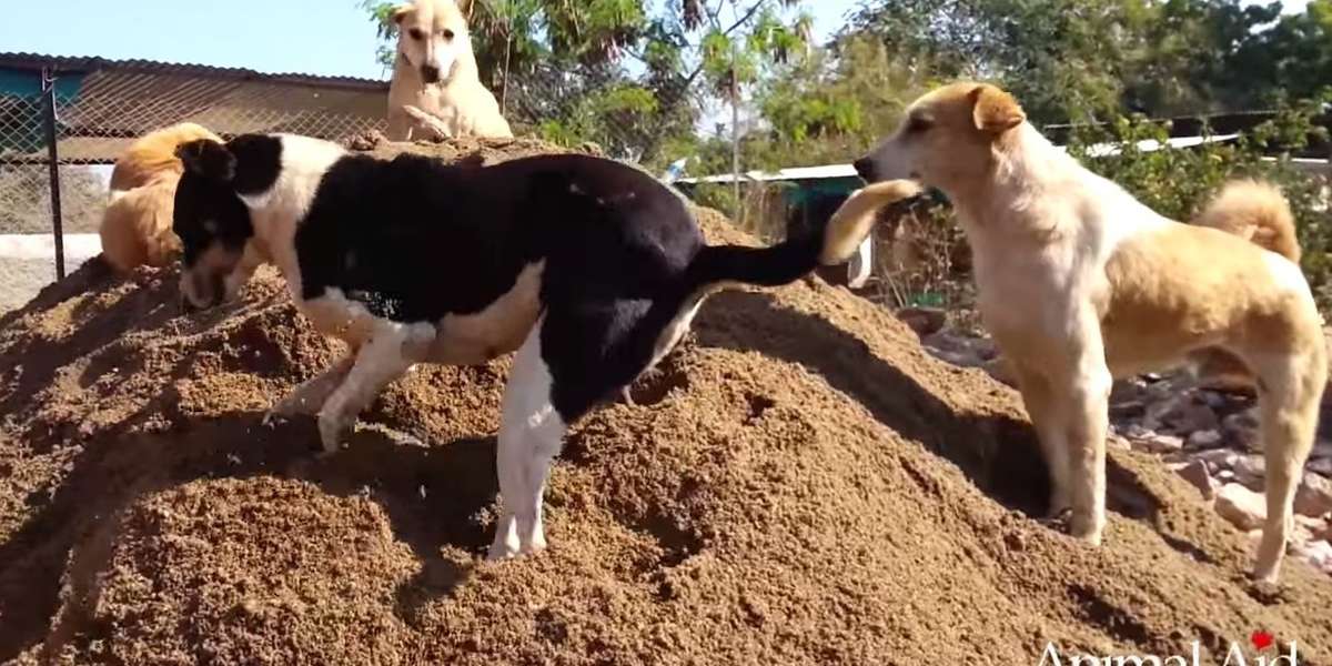 Watch These Rescued Dogs Transform A Pile Of Sand Into A Playground - The Dodo