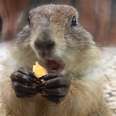 These Groundhogs Are Serious About Snacks