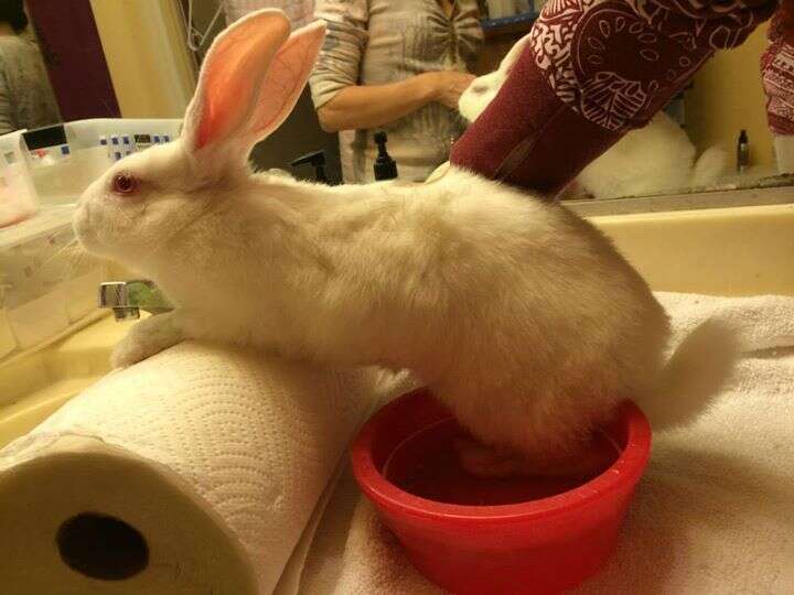 bunnies for sale near me craigslist