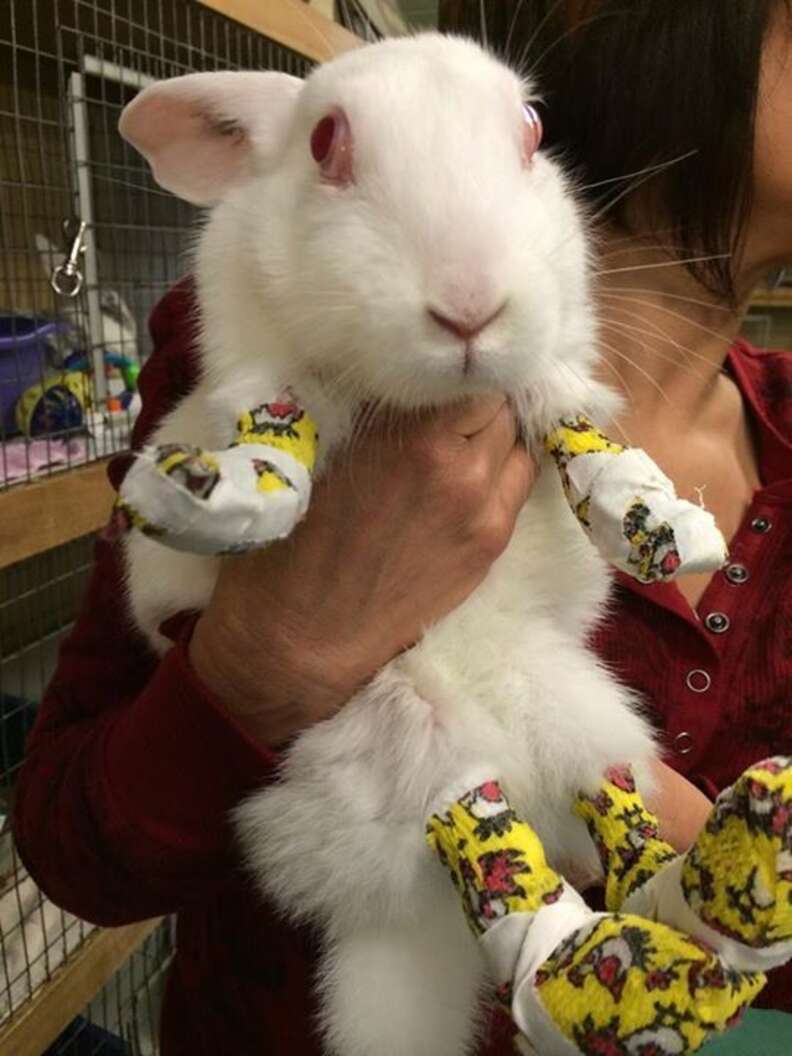 rabbits for sale near me craigslist