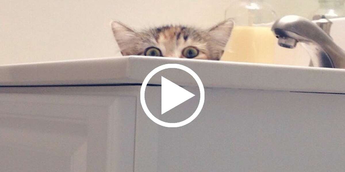 You Know Your Cat Is A Total Creep When... The Dodo