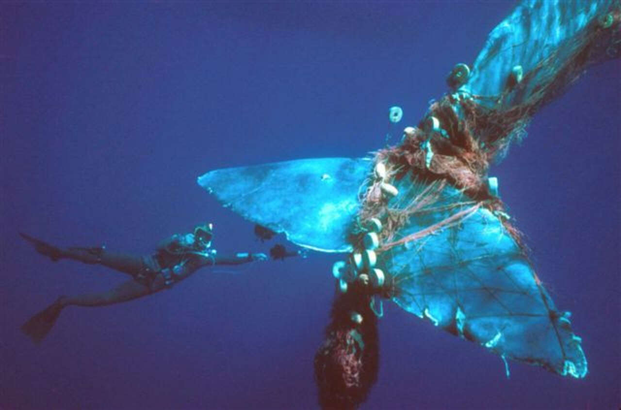 Tragic Images Show Ocean Animals Meeting Our Garbage - The Dodo