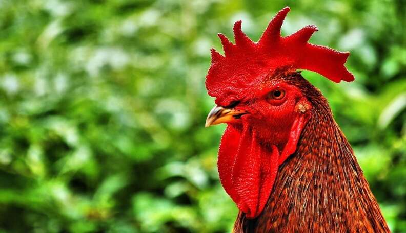 “operation Angry Birds” Saves 3000 Roosters From Nyc Cockfighting Ring The Dodo 