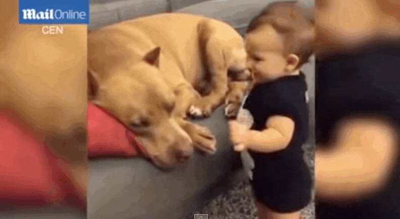 Sleepy Pit Bull Has The Best Response When Baby Wakes Him Up With ...