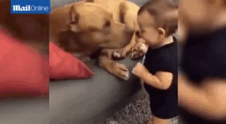 Sleepy Pit Bull Has The Best Response When Baby Wakes Him Up With ...