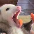 Rescue Possum Loves Her Snacks