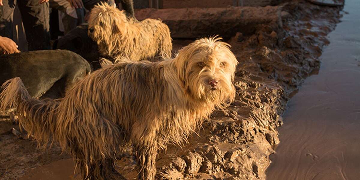 After Devastating Floods, Hope Arises As Lost Pets Return Home - The Dodo