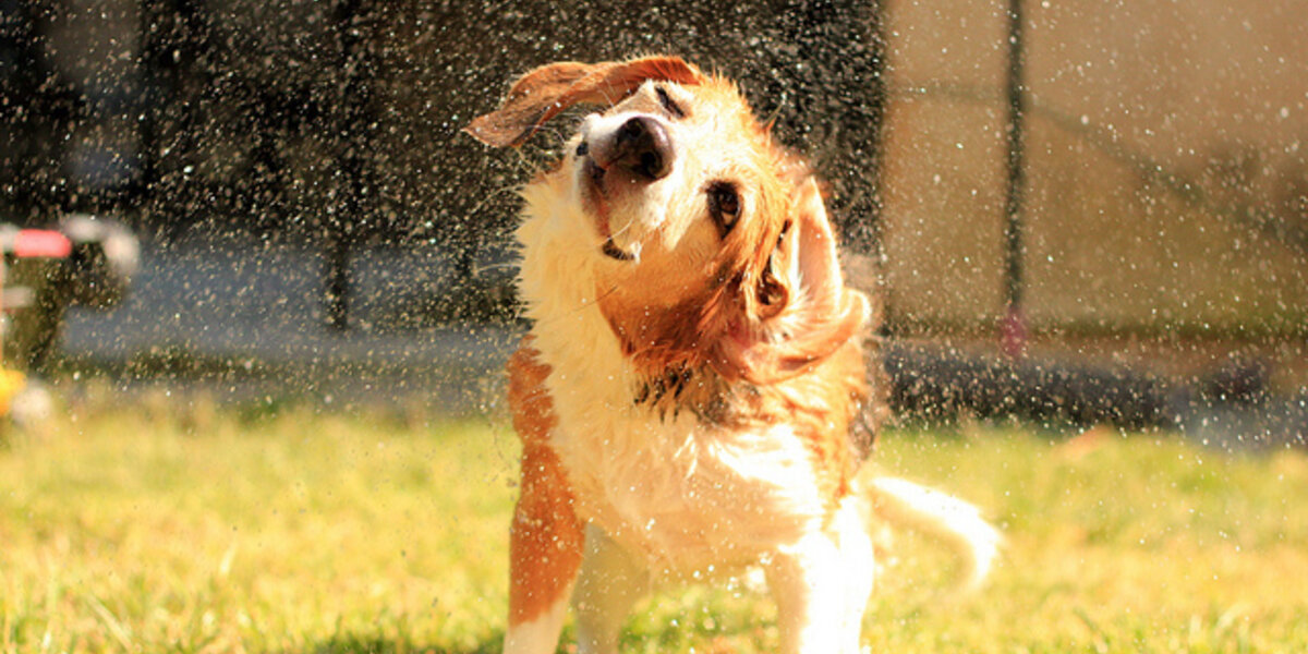 Taking The Blues Out Of Doggie Bath Time