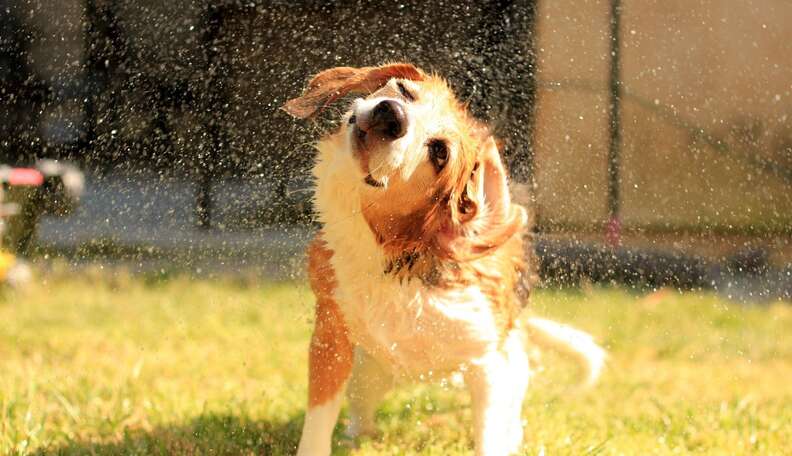 do dogs need baths