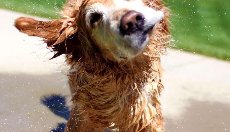 why does my dog get excited after a bath