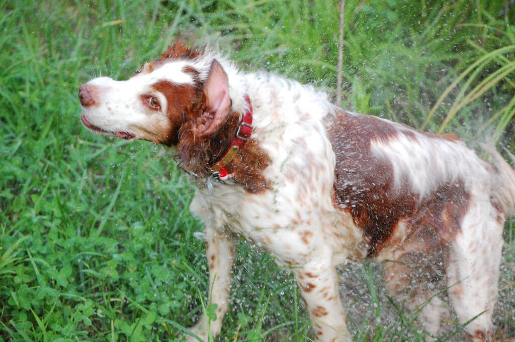 why does my dog get excited after a bath