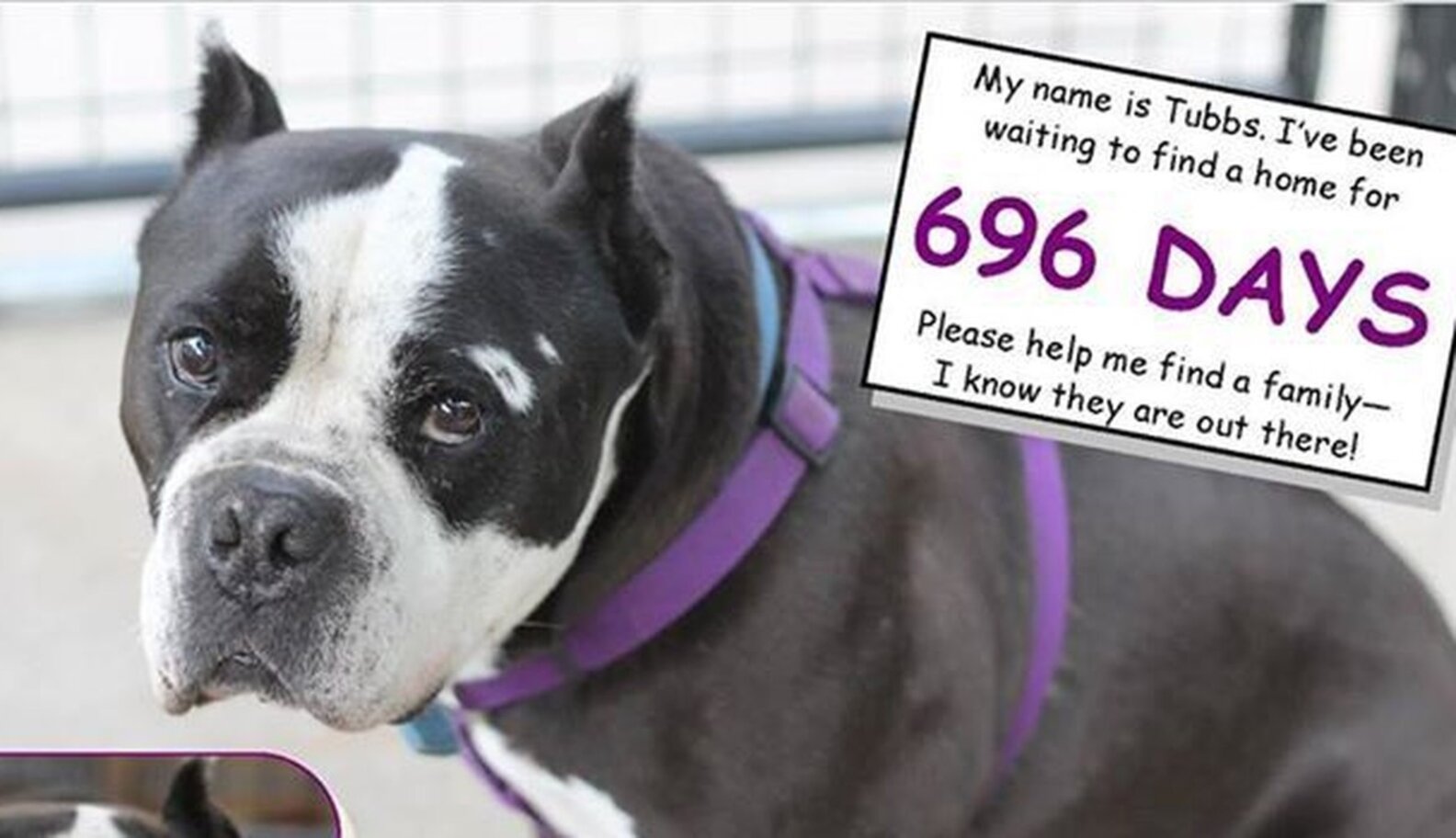 Huggable Pit Bull Has Waited 696 Days For A Home - The Dodo