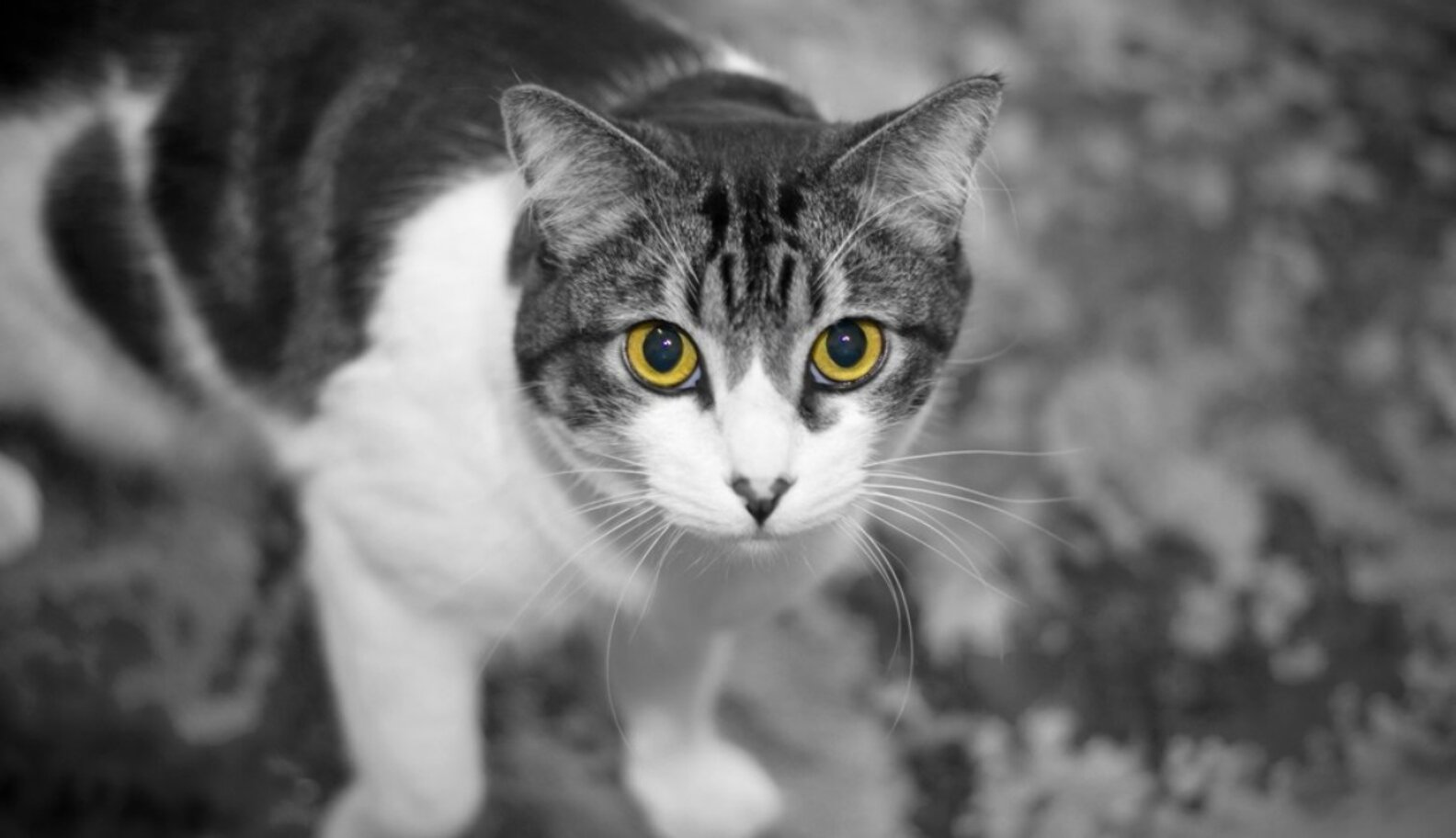 Cats And Dogs Might See In Ultraviolet The Dodo