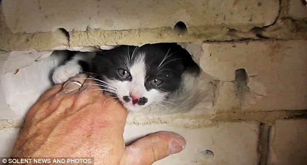 Trapped Kitten - The Dodo