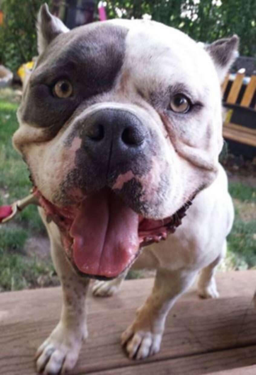 Dog Is So Popular He Sleeps In Shelter’s Office Instead Of A Kennel ...